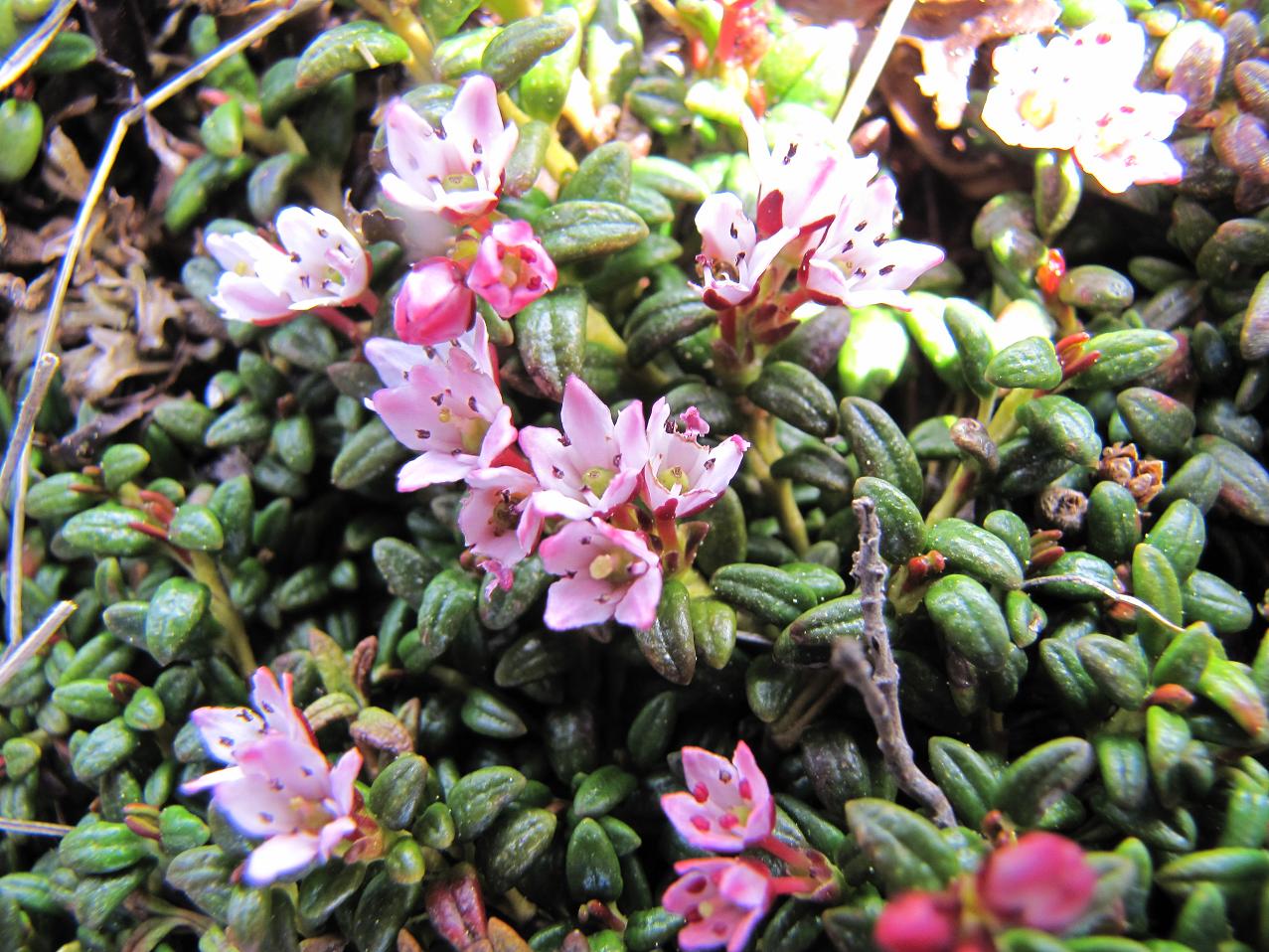 I fiori del vento:Kalmia procumbens (=Loiseleuria procumbens)